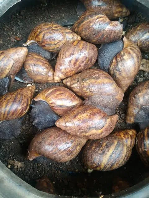 Snail