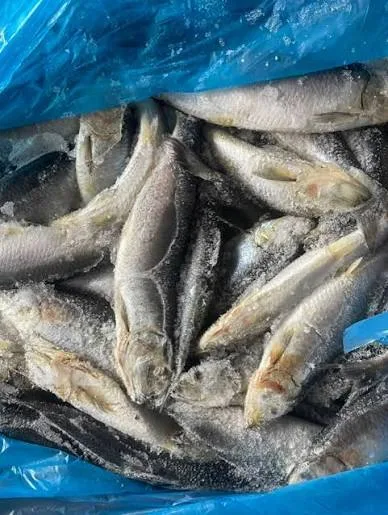 Herrings / Shawa