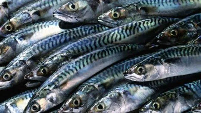 Fresh/frozen fish