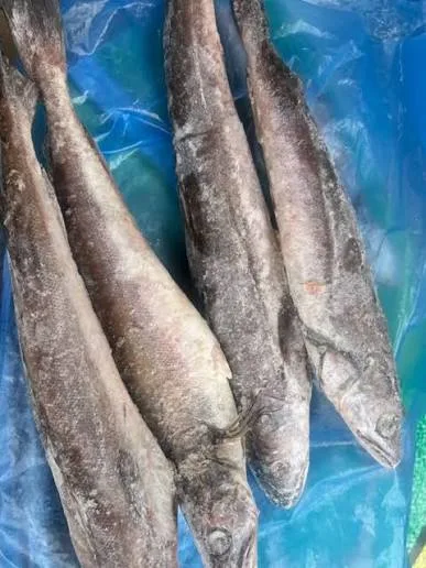 Hake
